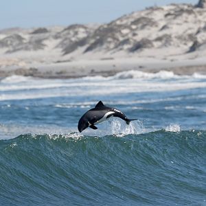 Heaviside's dolphin (Cephalorhynchus heavisidii)