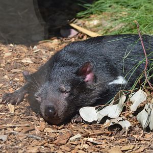 Tasmanian Devil, 2023