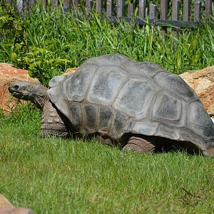 Aldabra Tortoise, 2023
