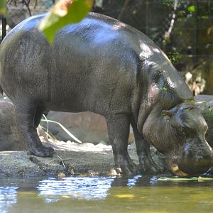 Pygmy Hippo, 2023