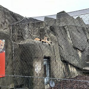 Tiger Terrace - Cougar Exhibit