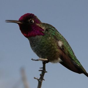 Anna's Hummingbird