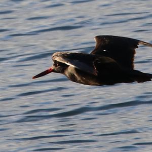 Black Oystercatcher (Haematopus bachmani)