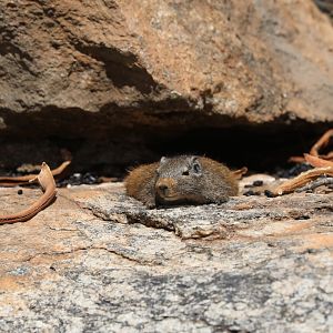dassie rat (Petromus typicus)