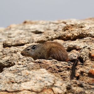 dassie rat (Petromus typicus)