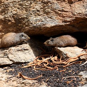 dassie rat (Petromus typicus)