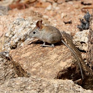 Western Rock Sengi (Elephantulus rupestris)