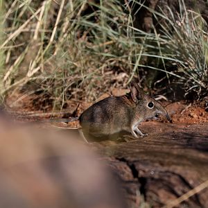 Eastern Rock Sengi Elephantulus myurus