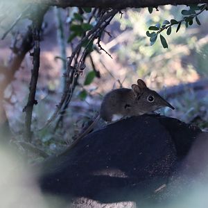 Eastern Rock Sengi Elephantulus myurus