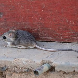 Namaqua rock rat (Aethomys namaquensis)