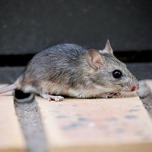 Namaqua rock rat (Aethomys namaquensis)