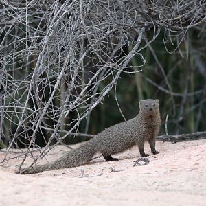 Cape grey mongoose (Herpestes pulverulentus)