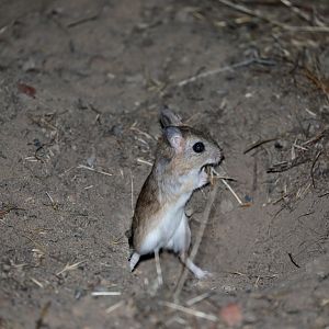 Cape Gerbil (Gerbilliscus afer)
