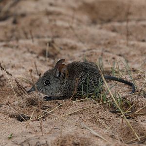 Cape Rock Sengi (Elephantulus edwardii)