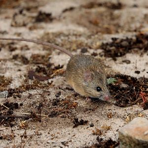 Namaqua rock rat (Aethomys namaquensis)