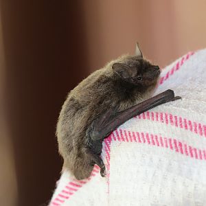 Cape serotine (Neoromicia capensis)