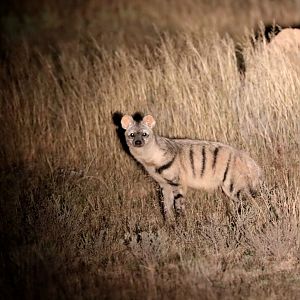 Southern Aardwolf (Proteles cristatus)