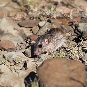 Cape Short-eared Gerbil (Desmodillus auricularis)