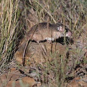 Cape Short-eared Gerbil (Desmodillus auricularis)