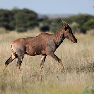common tsessebe or sassaby (Damaliscus lunatus lunatus)