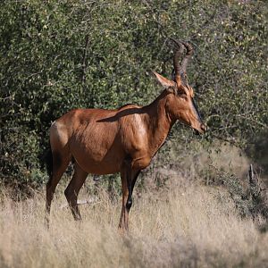 red hartebeest (Alcelaphus buselaphus caama)