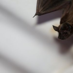 Egyptian Free-tailed Bat (Tadarida aegyptiaca)