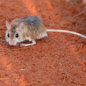 Hairy-footed Gerbil (Gerbillurus paeba)