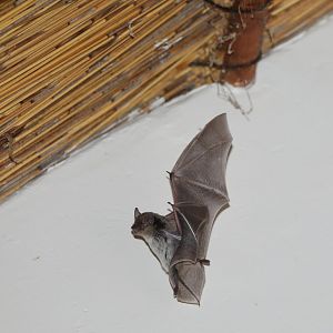 long-tailed house bat or long-tailed serotine bat (Eptesicus hottentotus)