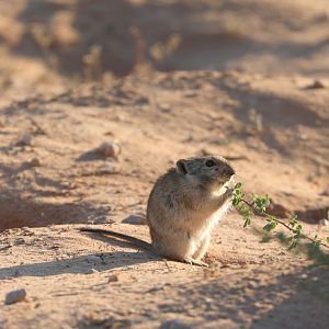 Brants's Whistling Rat (Parotomys brantsii)