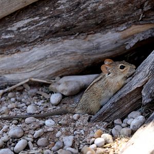 West-central Four-striped Grass Rat (Rhabdomys bechuanae)