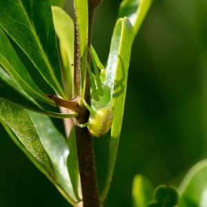 Many-spotted Flower Spider