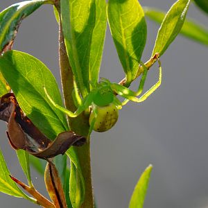 Many-spotted Flower Spider
