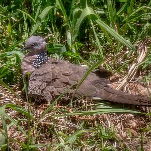 Spotted Dove