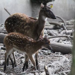 Visayan spotted deer (Rusa alfredi) and fawn
