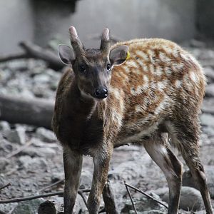 Visayan spotted stag (Rusa alfredi)