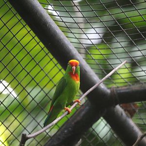 Negros hanging-parrot (Loriculus philippensis regulus)