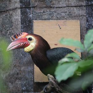 Rufous-headed horbill (Rhabdotorrhinus waldeni)