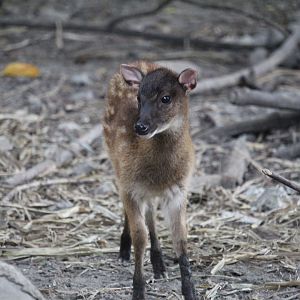 Visayan spotted deer (Rusa alfredi) fawn