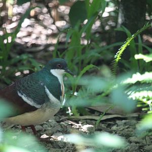 Negros bleeding-heart (Gallicolumba keayi)