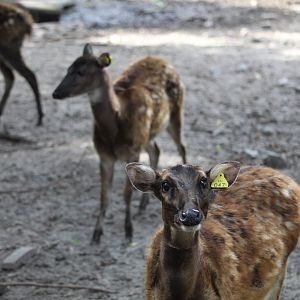 Visayan spotted deer (Rusa alfredi)