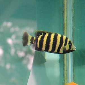 Zebra Tilapia (Heterotilapia buettikoferi)