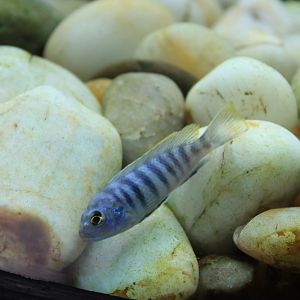 African Cichlid