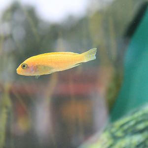 African Cichlid