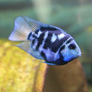 Polar Blue Parrot Cichlid