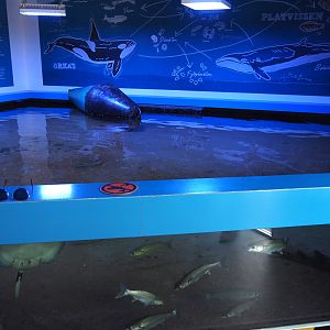 Nortica Aquarium - A3 tank, 2024-06-23