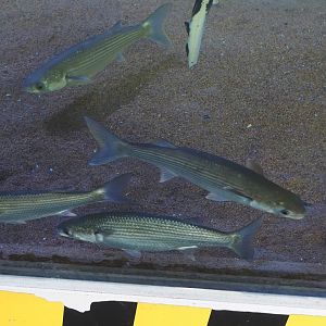 Nortica Aquarium - Thicklip grey mullets (Chelon labrosus), 2024-06-23