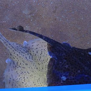 Nortica Aquarium - Spotted rays (Raja montagui), 2024-06-23