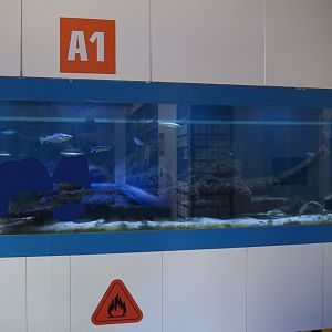Nortica Aquarium - A1 tank, 2024-06-23