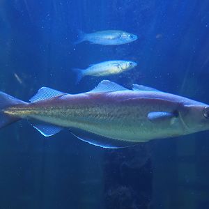 Nortica Aquarium - Whiting (Merlangius merlangus), 2024-06-23