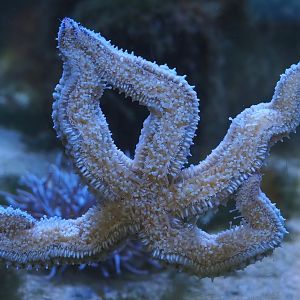 Nortica Aquarium - Spiny starfish (Marthasterias glacialis), 2024-06-23